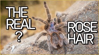 Why we dont know how The Rose Hair tarantula looks [upl. by Vena58]