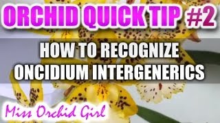 Orchid Tip 2  How to recognize an inter generic orchid and its crosses [upl. by Aneeuqahs]