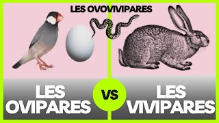 Les ovipares les vivipares et les ovovivipares  explication [upl. by Enyalaj]