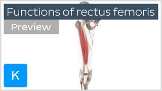 Functions of the rectus femoris muscles preview  Human 3D Anatomy  Kenhub [upl. by Kempe139]