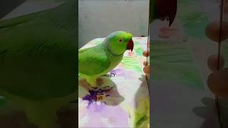 Main Tota Me Tota 😍 parrot greenringneck parakeet maintota parrotlover greenparrot anuandsuji [upl. by Vidal]