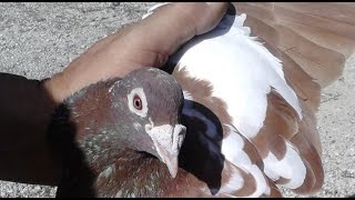 Common Racing Pigeon Bloodlines and Strains [upl. by Yendahc]