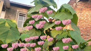 bunga dombeya cayeuxii [upl. by Rafa]