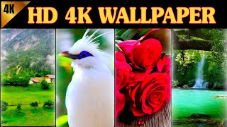 HD 4k wallpaper app  nutre wallpaper app for Android  how to set hd wallpaper [upl. by Koch]