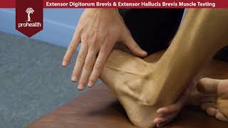 Extensor Digitorum amp Hallucis Brevis Muscle Test Palp Dr Vizniak Muscle Manual [upl. by Aleetha]