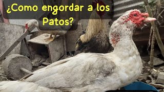 como engordar patos [upl. by Barbour]