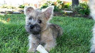 60 Seconds Of Cute Cairn Terrier Puppies [upl. by Adalbert]