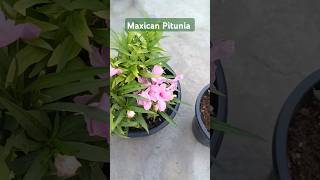 Maxican Pitunia garden summerplants Rainy plant Shortfloweringplants [upl. by Finnegan]