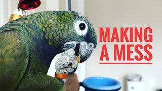 PARROT EATING TOAST and MAKING A MESS  MAXIMILIAN PIONUS [upl. by Auohp]