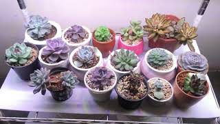 SUCCULENTS UNDER GROW LIGHTS [upl. by Barney]