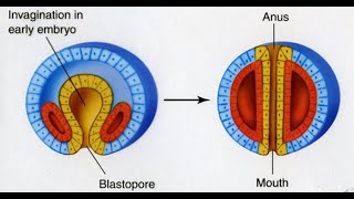 Types of Eucoelom or coelom Schizocoelous vs enterocoelous [upl. by Ahsirtak]