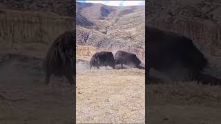 Two Tibetan yaks fight without any defeat [upl. by Beaver]