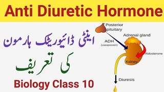 What is Antidiuretic Hormone  Definition of Antidiuretic Hormone  Class 10 [upl. by Wilda435]