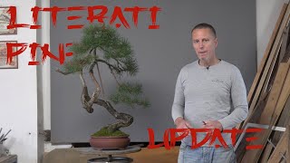 Literati Scots pine update [upl. by Sivrup886]