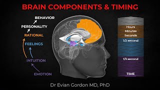 Brain Components amp Timing  Dr Evian Gordon MD PhD [upl. by Nolad]