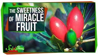 Miracle Fruit How to Trick Your Taste Buds [upl. by Suivart459]