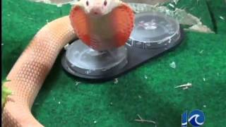 Man OK after pet albino cobra bites him [upl. by Bloomer]