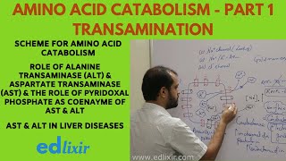 AMINO ACID CATABOLISM  PART  1  TRANSAMINATION [upl. by Ayak395]