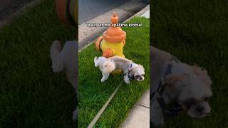 Hey Bestie  I’m gonna share my secret with you 🐶🥰shorts puppy dogs cute ytshorts shihtzu [upl. by Willamina]