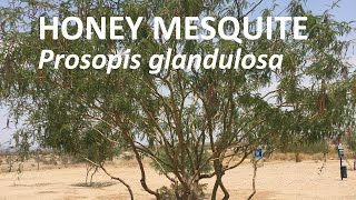 Honey Mesquite  Prosopis glandulosa [upl. by Signe]