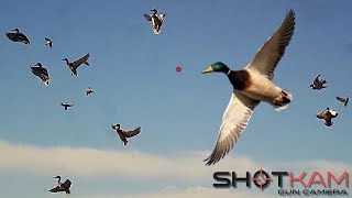 Duck Hunting Highlights  with a Shotkam [upl. by Bj670]