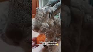 ASMR LAPIN HUMM ET CAILLE 🤣🫣 lapins lapingeantdesflandres animalshorts animals [upl. by Enyluqcaj]