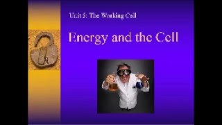 Exergonic and Endergonic Metabolic Pathways in Cells [upl. by Nnayr149]