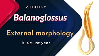 Balanoglossus  External morphology  B Sc Ist year  Zoology [upl. by Elenahc]