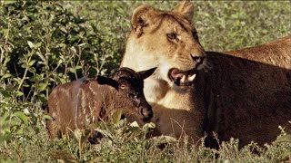 Baby Wildebeest Treats Lioness Like Mom [upl. by Akamahs283]