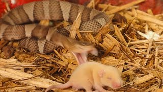 Venomous Copperheads Eating Some Live Pinky Mice [upl. by Akinorev]