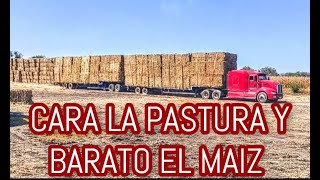 ¡¡EMPEZAMOS A EMPACAR EL RASTROJO DE MAÍZ Y SORGO PARA LAS ANGUS [upl. by Euphemia529]