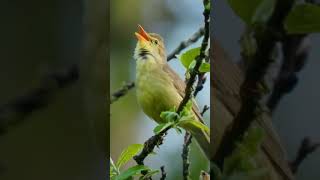 The melodious warbler singingshorts birds birdsounds birding nature animals bird bird [upl. by Anorahs578]