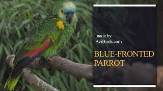 BlueFronted Parrot BlueFrontedTurquoiseFronted AmazonParrot Amazona Aestiva [upl. by Perdita54]