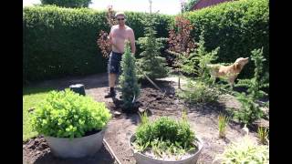 Planting  Picea Pungens Iseli Fastigiata [upl. by Asfah119]