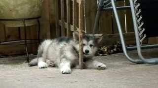 Alaskan Malamute puppy told off by her huge big brother [upl. by Leund424]