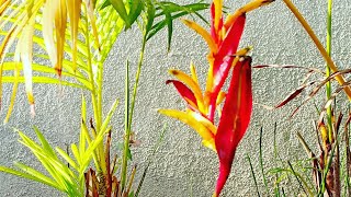 How to grow and take care of Heliconia Psittacorum [upl. by Acinoryt]