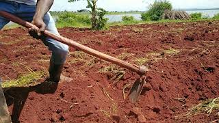 How to make Best Furrows Basin Irrigation for watermellon and Buternuts farming Letsgrowtogether [upl. by Reffinnej621]