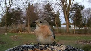 female Eastern Bluebird singing [upl. by Pardo]