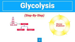 Glycolysis stepbystep [upl. by Aisat259]