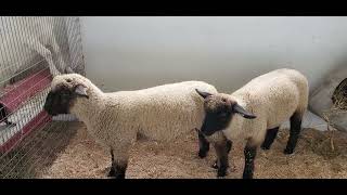 Outagamie County Fair FFA petting area [upl. by Kerrill]