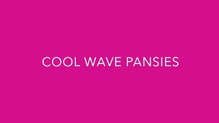 Introducing Cool Wave Pansy [upl. by Ytima]