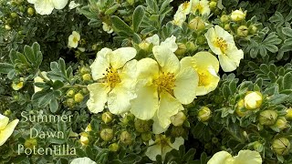 My Potentillas Are Thriving After Pruning  Watch to see how they reacted [upl. by Etnovad539]