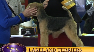 Lakeland Terriers 140th Westminster Kennel Club 2016 [upl. by Drooff]