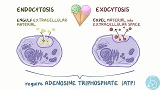 endocytose et exocytose [upl. by Annasoh]