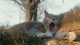 可愛らしい野良猫。Adorable stray cat [upl. by Caneghem819]