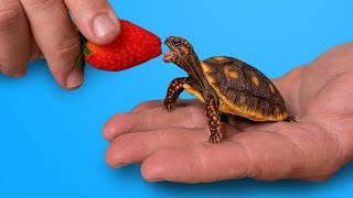 World’s Most Popular Pet Tortoise [upl. by Ahsimek]