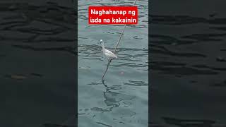 TagakKANNAWAY IN ILOCANO shortvideo trendingshorts asmrvideo [upl. by Kazue]