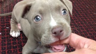 Try Not to Smile Pitbulls Being Cute and Goofy [upl. by Michaella69]