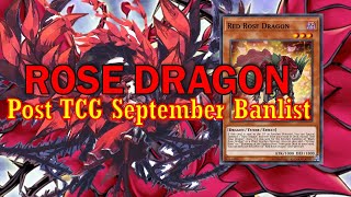 NEW ROSE DRAGON deck Sep2024  Post TCG Banlist [upl. by Beniamino]