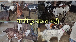 Ghazipur Bakra Mandi Beetal Bakri Bachche ke sath 13112024 Or doodh Wali Bakri Bachche [upl. by Mattox]